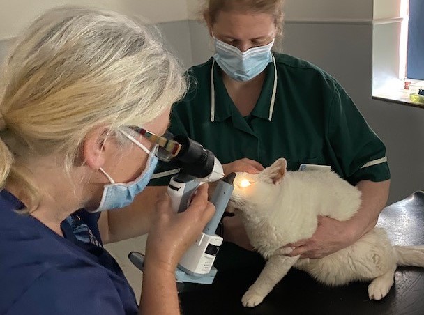 Seadown Ophthalmology